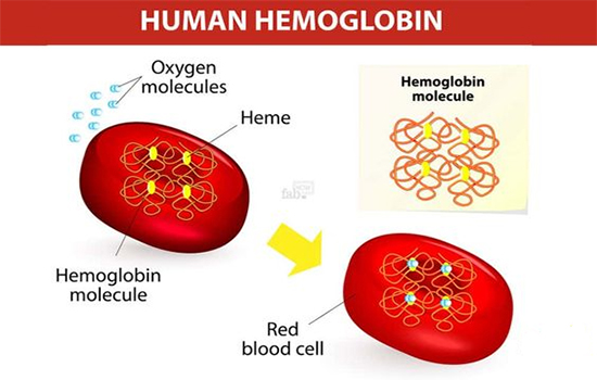 Chỉ số HgB là gì? Ý nghĩa của các chỉ số xét nghiệm Hemoglobin