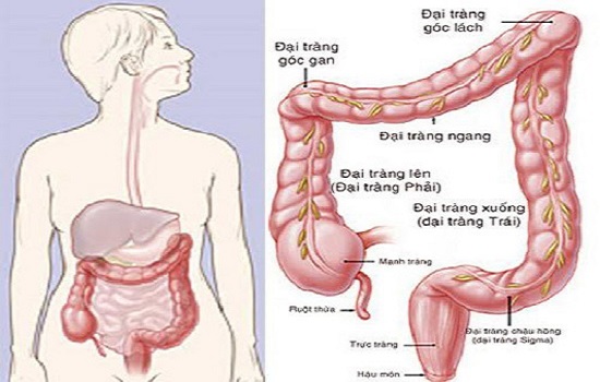 Hội chứng ruột kích thích: dấu hiệu, nguyên nhân, cách điều trị
