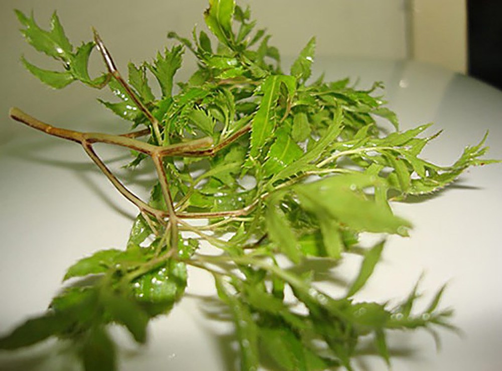 bi-quyet-tri-tac-tia-sua-nhanh-va-hieu-qua-nhat