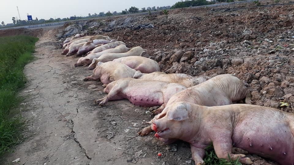 Dù đã xuất hiện gần 1 thế kỷ nhưng hiện nay vẫn chưa có vắc xin phòng bệnh Dịch tả lợn châu Phi