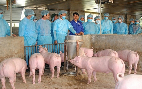 Nhóm nhà khoa học Việt Nam đã nghiên cứu vắc xin tả lợn châu phi trong vòng hơn 4 tháng